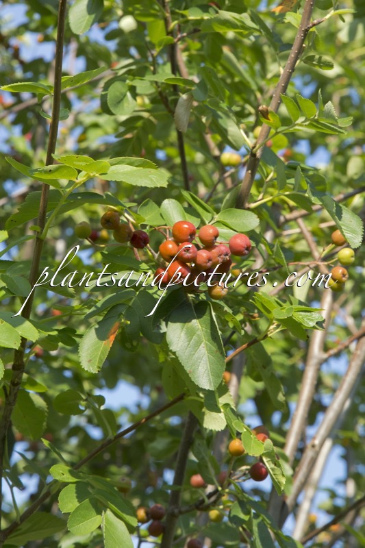 Sorbaronia ‘Titan’