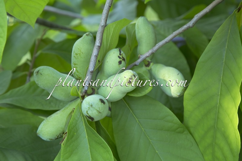 Asimina triloba ‘Wells’