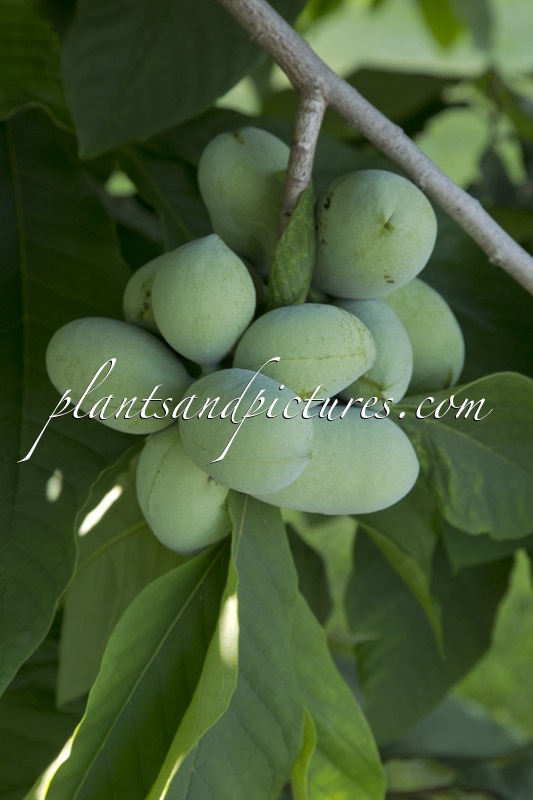 Asimina triloba ‘Davis’
