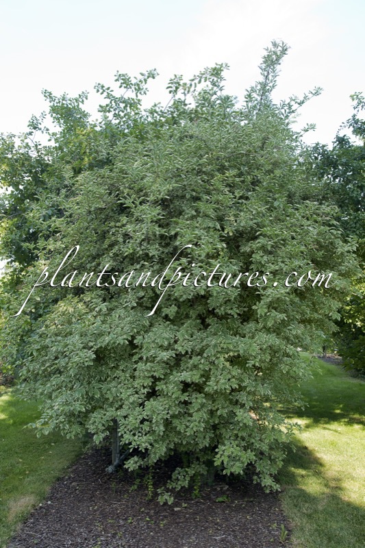 Sambucus nigra ‘Albovariegata’