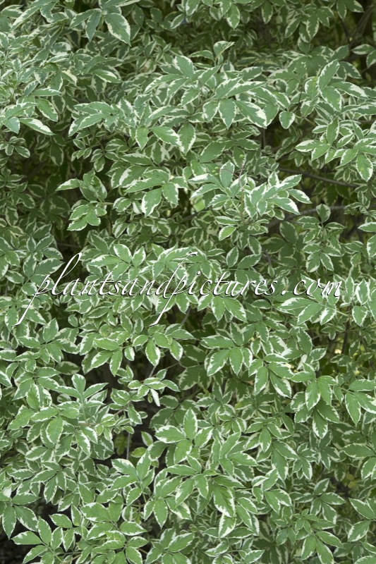 Sambucus nigra ‘Albovariegata’