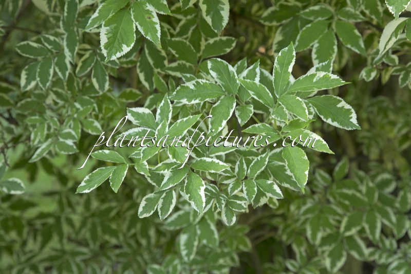Sambucus nigra ‘Albovariegata’
