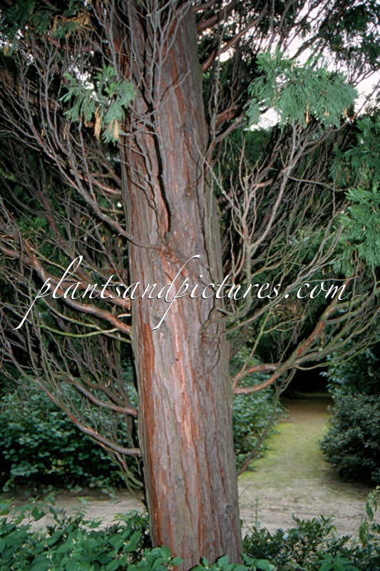 Calocedrus decurrens