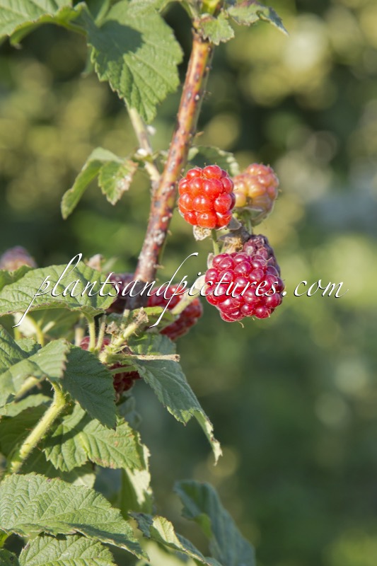 Rubus ‘Tayberry’