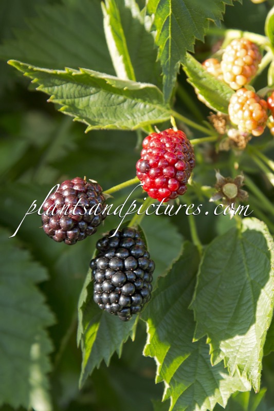 Rubus fruticosus ‘Jumbo’
