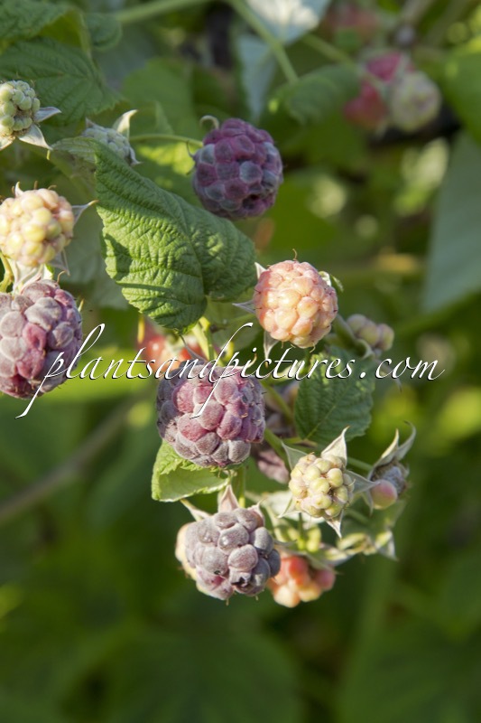 Rubus idaeus ‘Zefa Herbsternte’