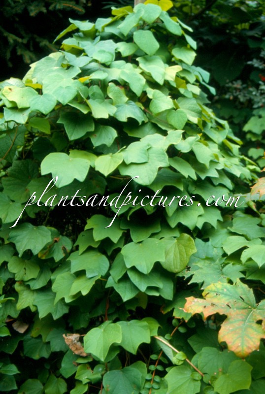 Menispermum canadense