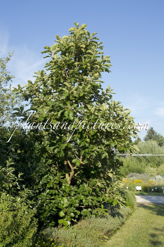 Quercus dentata ‘Carl Ferris Miller’