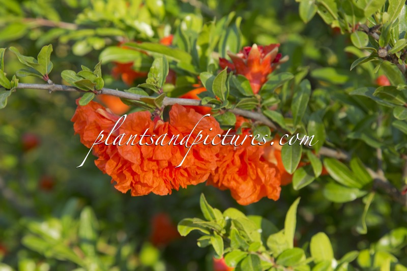 Punica granatum ‘Pleniflora’