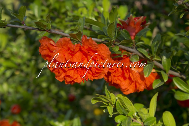 Punica granatum ‘Pleniflora’