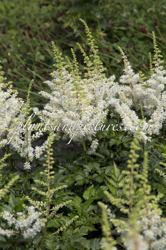 Astilbe ‘Vision in White’