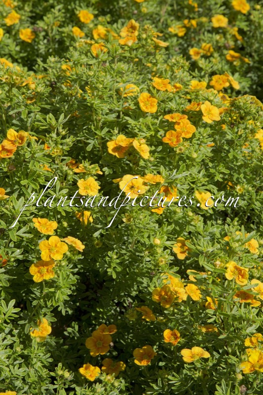 Potentilla fruticosa ‘Uman’ (MANGO TANGO)