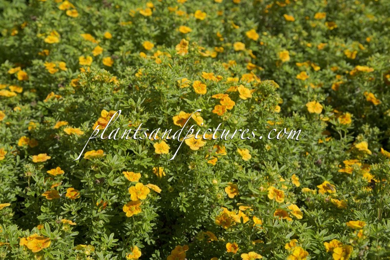 Potentilla fruticosa ‘Uman’ (MANGO TANGO)
