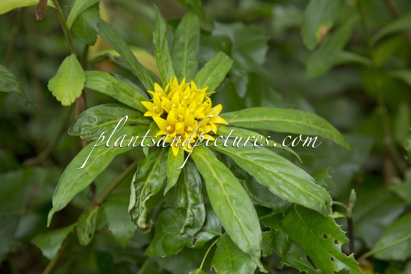 Lysimachia paridiformis var. stenophylla