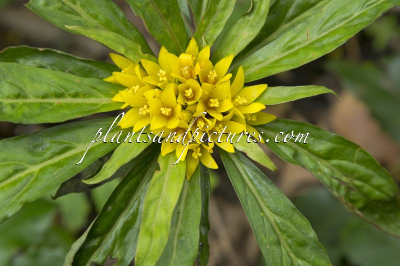 Lysimachia paridiformis var. stenophylla