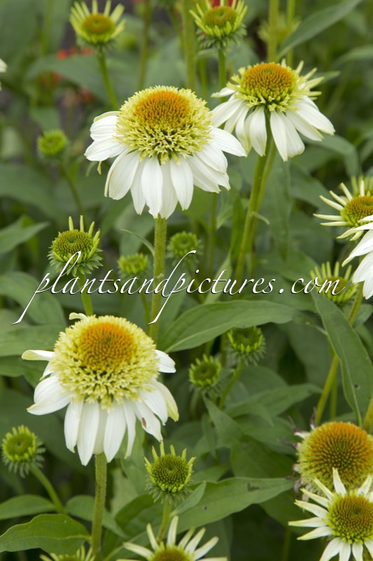 Echinacea ‘Milkshake’