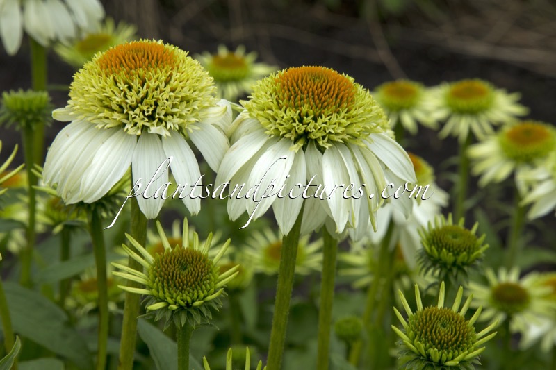 Echinacea ‘Milkshake’