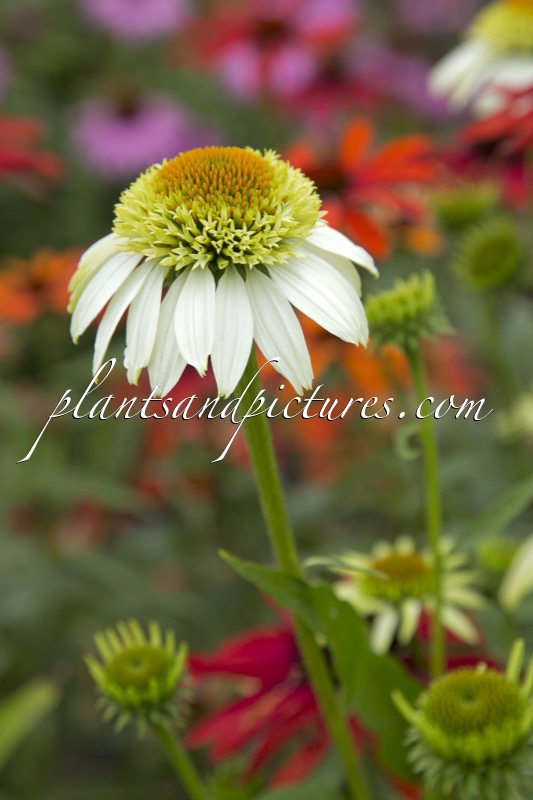 Echinacea ‘Milkshake’