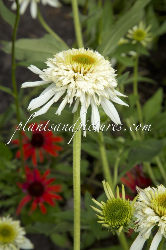 Echinacea ‘Mozzarella’