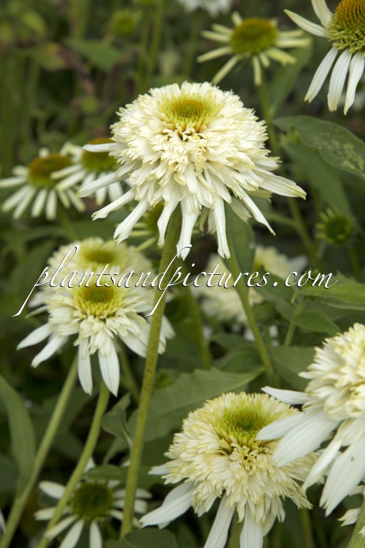 Echinacea ‘Mozzarella’
