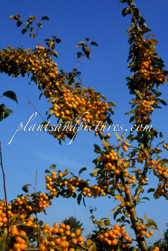 Malus ‘Golden Hornet’