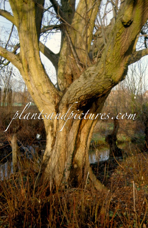 Pterocarya fraxinifolia