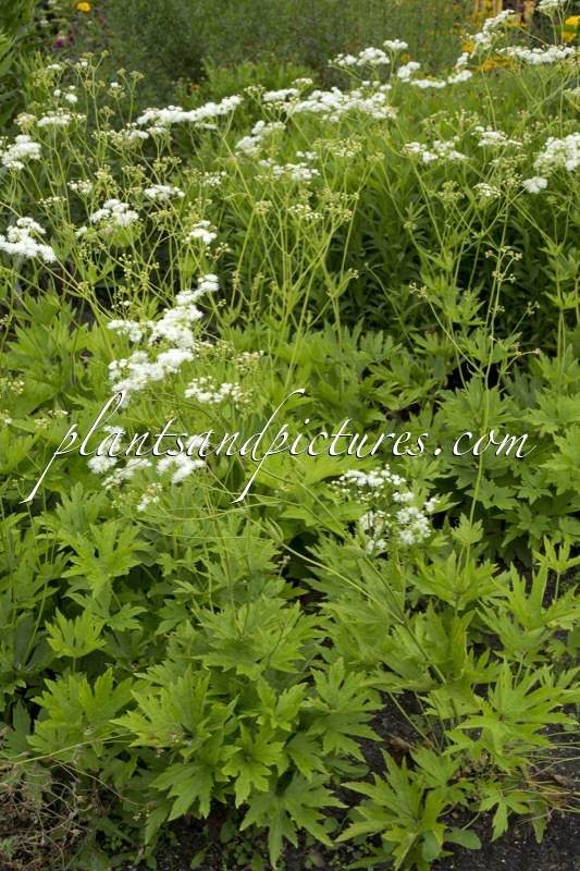 Trautvetteria carolinensis