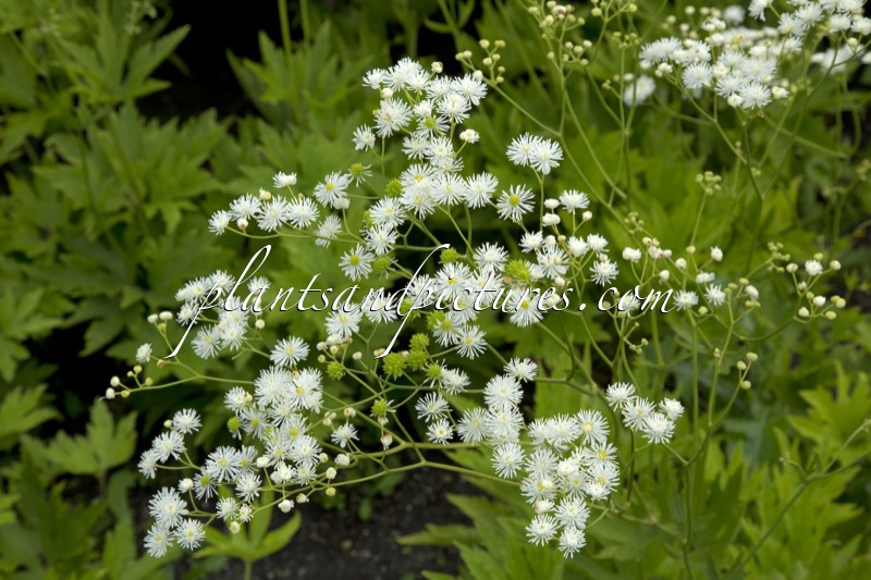 Trautvetteria carolinensis