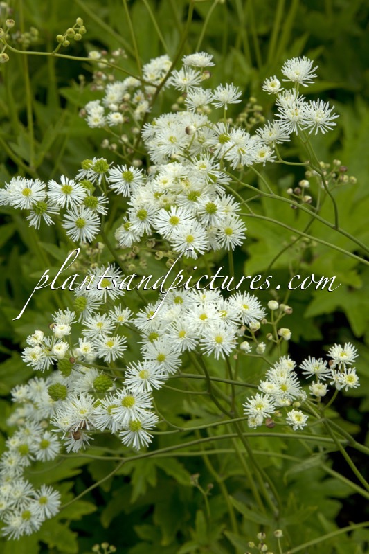 Trautvetteria carolinensis