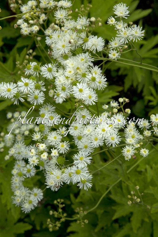 Trautvetteria carolinensis