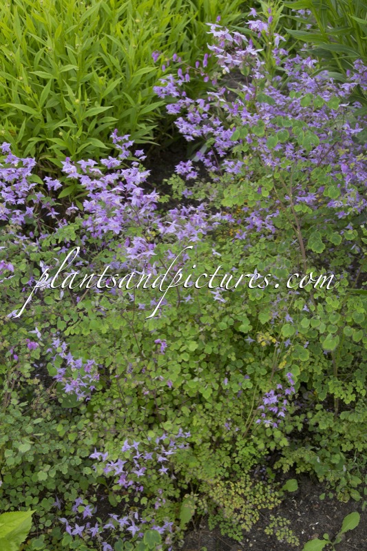 Thalictrum delavayi ‘Mackley’