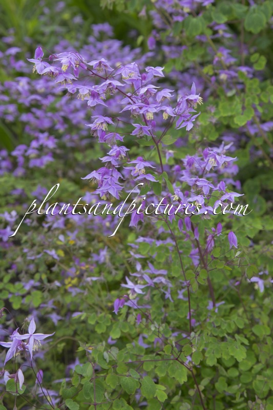 Thalictrum delavayi ‘Mackley’