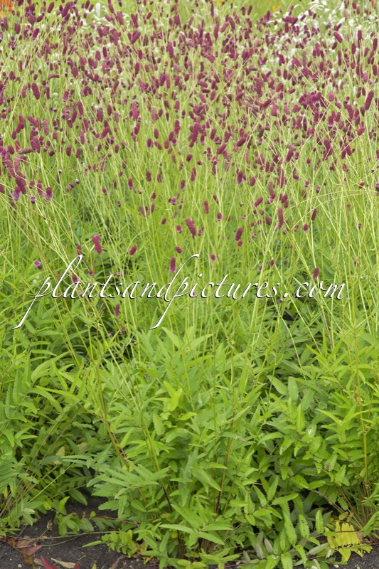 Sanguisorba ‘Sangria’