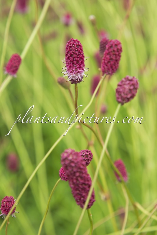 Sanguisorba ‘Sangria’