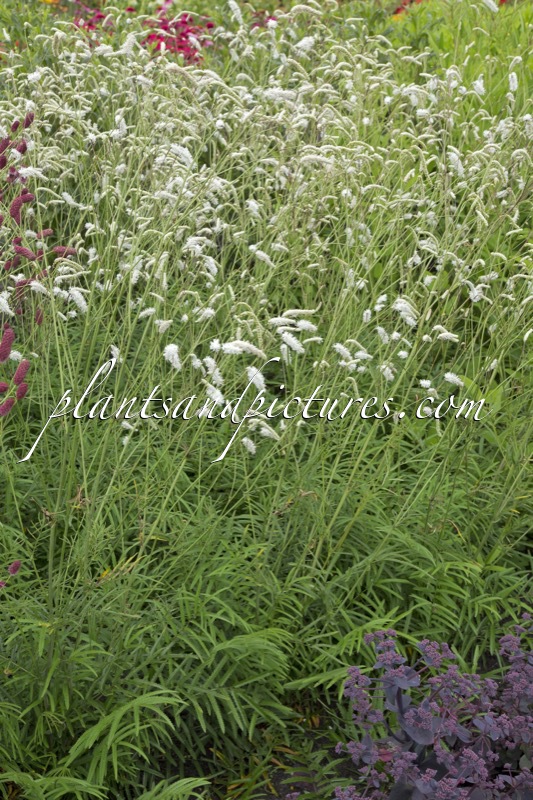 Sanguisorba tenuifolia var. alba