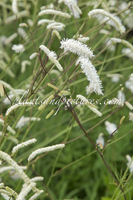 Sanguisorba tenuifolia var. alba