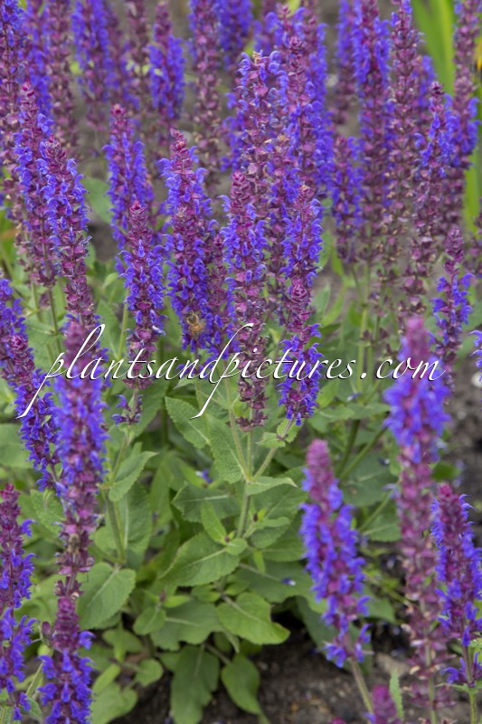 Salvia nemorosa ‘Prussian Blue’