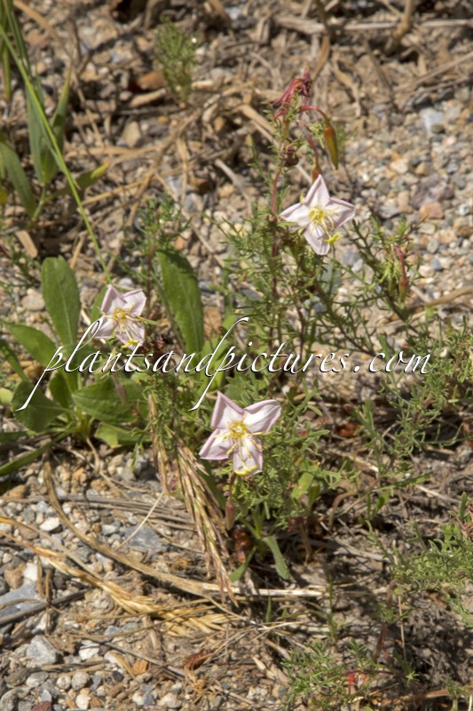 Oenothera caespitosa subsp. macroglottis