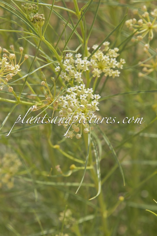 Asclepias verticillata