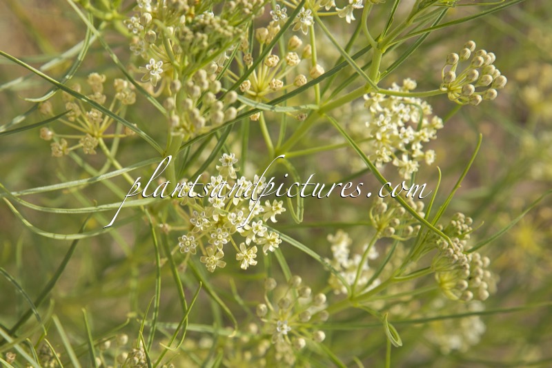 Asclepias verticillata