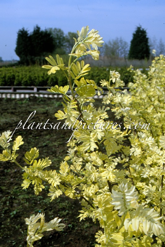 Caragana arborescens ‘Yellow Tip’