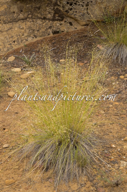 Muhlenbergia asperifolia