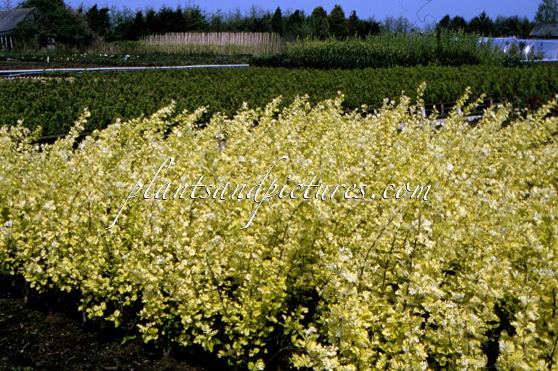 Caragana arborescens ‘Yellow Tip’