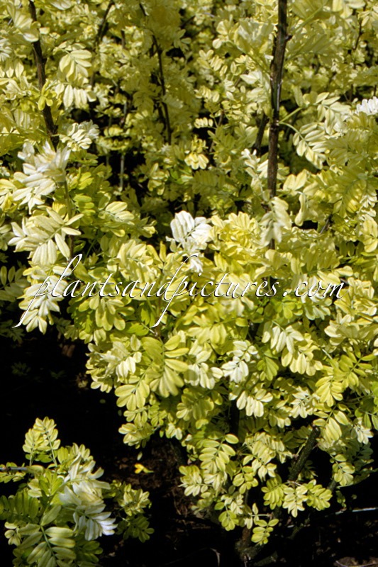 Caragana arborescens ‘Yellow Tip’