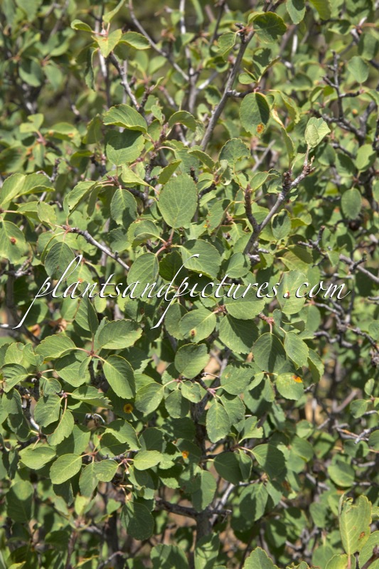 Amelanchier utahensis