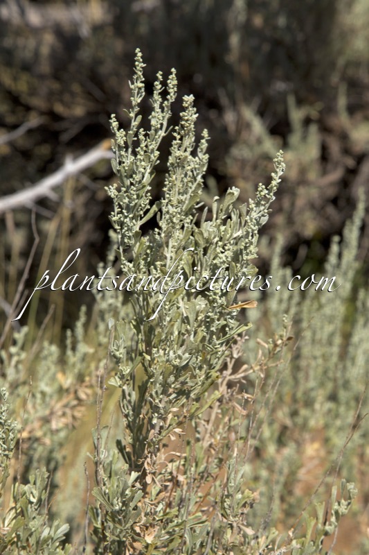 Artemisia tridentata