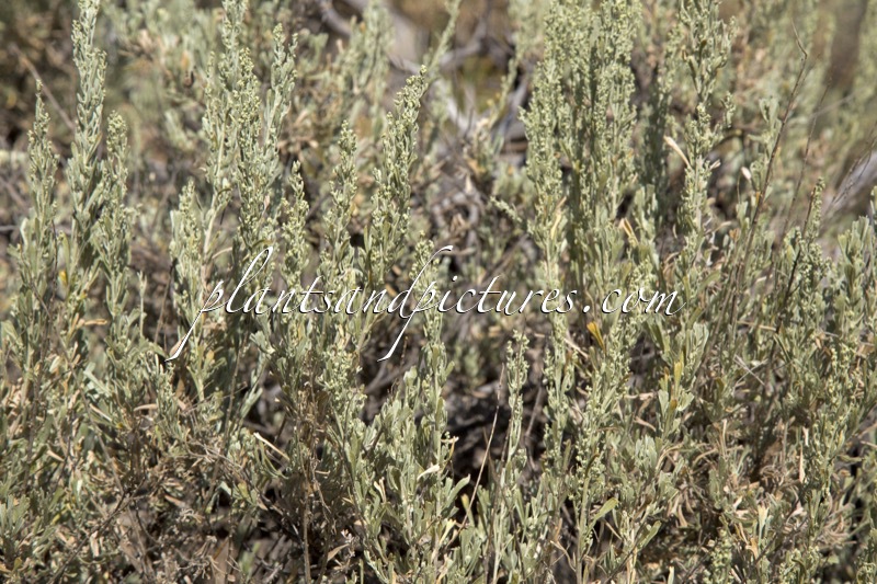 Artemisia tridentata