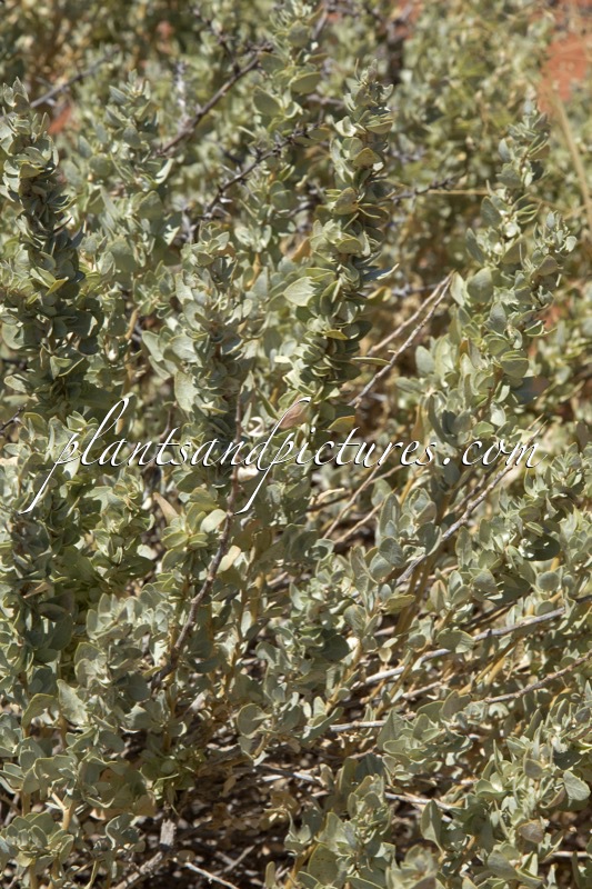 Atriplex confertifolia