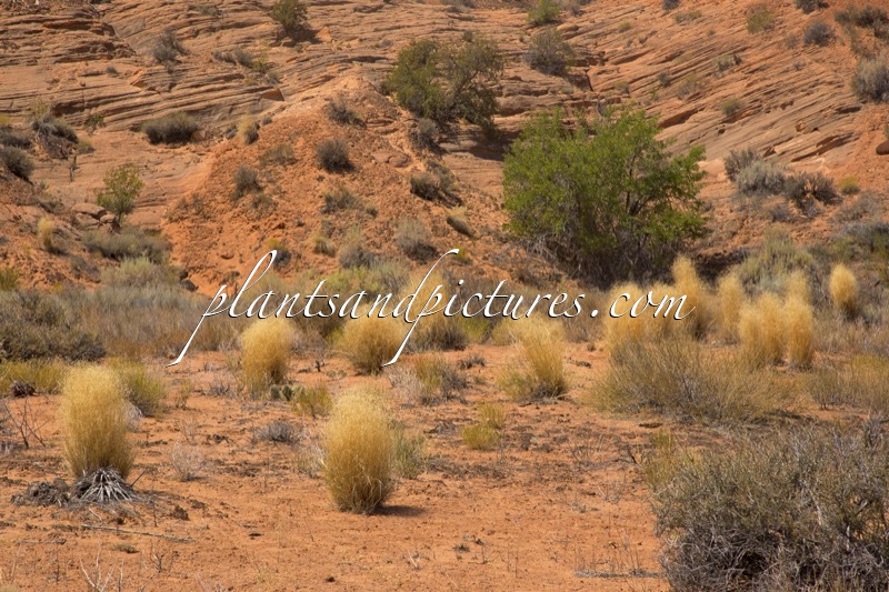 Oryzopsis hymenoides