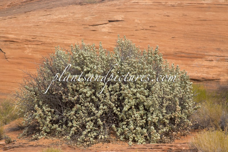 Shepherdia rotundifolia